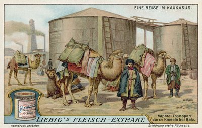 Transporting naptha by camel at Baku by European School
